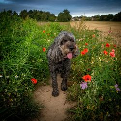 View of dog on poppyfield