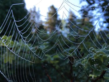 Close-up of wet spider web