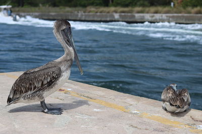 Bird perching on a sea