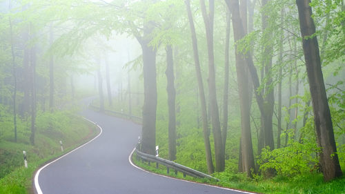 Road amidst trees in forest