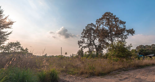Trees on landscape against sky