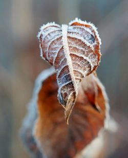 Close-up of frost on leaf during winter