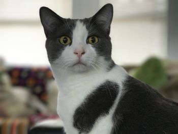 Close-up portrait of cat sitting at home