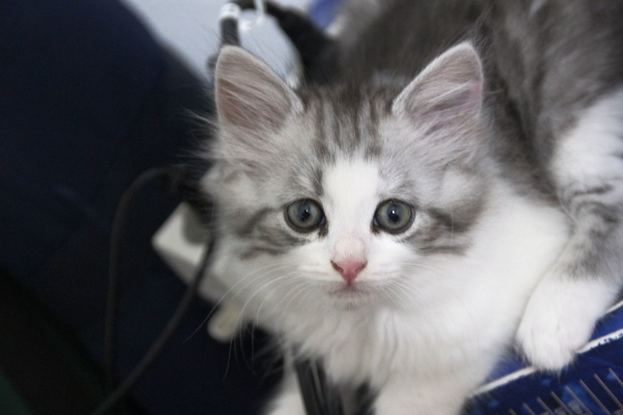 CLOSE-UP PORTRAIT OF CAT