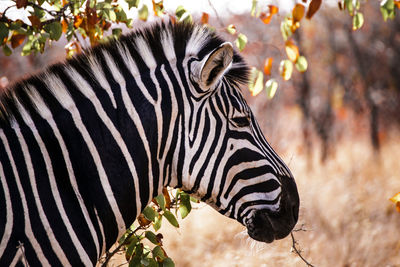 Side view of a zebra