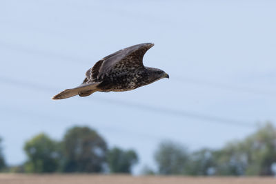 Low angle view of eagle flying in sky