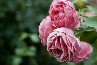 Close-up of pink rose