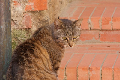 European shorthair cat on a wooden bench.