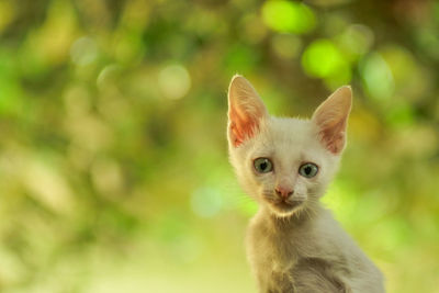 Close-up portrait of kitten by cat outdoors