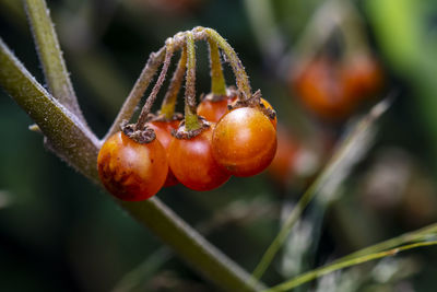 Close-up of cherries on plant