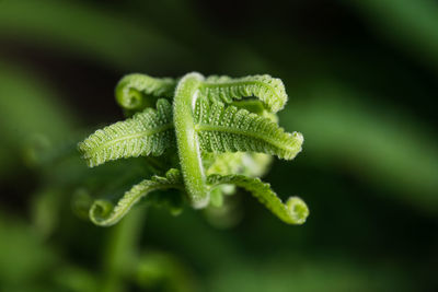 Close-up of green plant