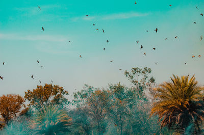 Low angle view of birds flying against blue sky