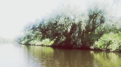 Reflection of trees in lake