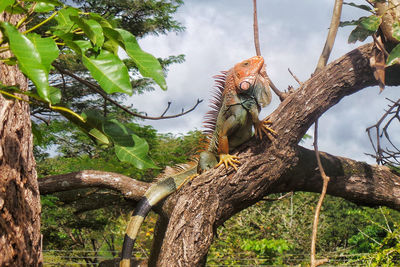 Low angle view of monkey sitting on tree trunk