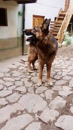 Dog on cobblestone street