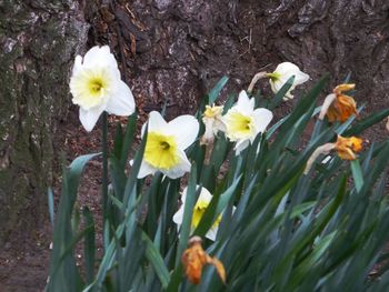 Close-up of white flowers