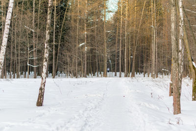 Trees in forest during winter