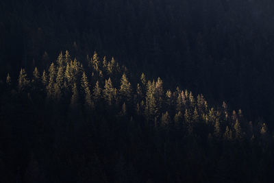 Trees in forest