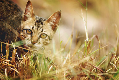 Close-up portrait of cat