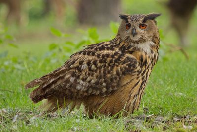 Close-up portrait of eurasian eagle-owl perching on field