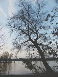 Bare trees by lake