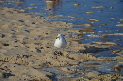 High angle view of seagulls on beach