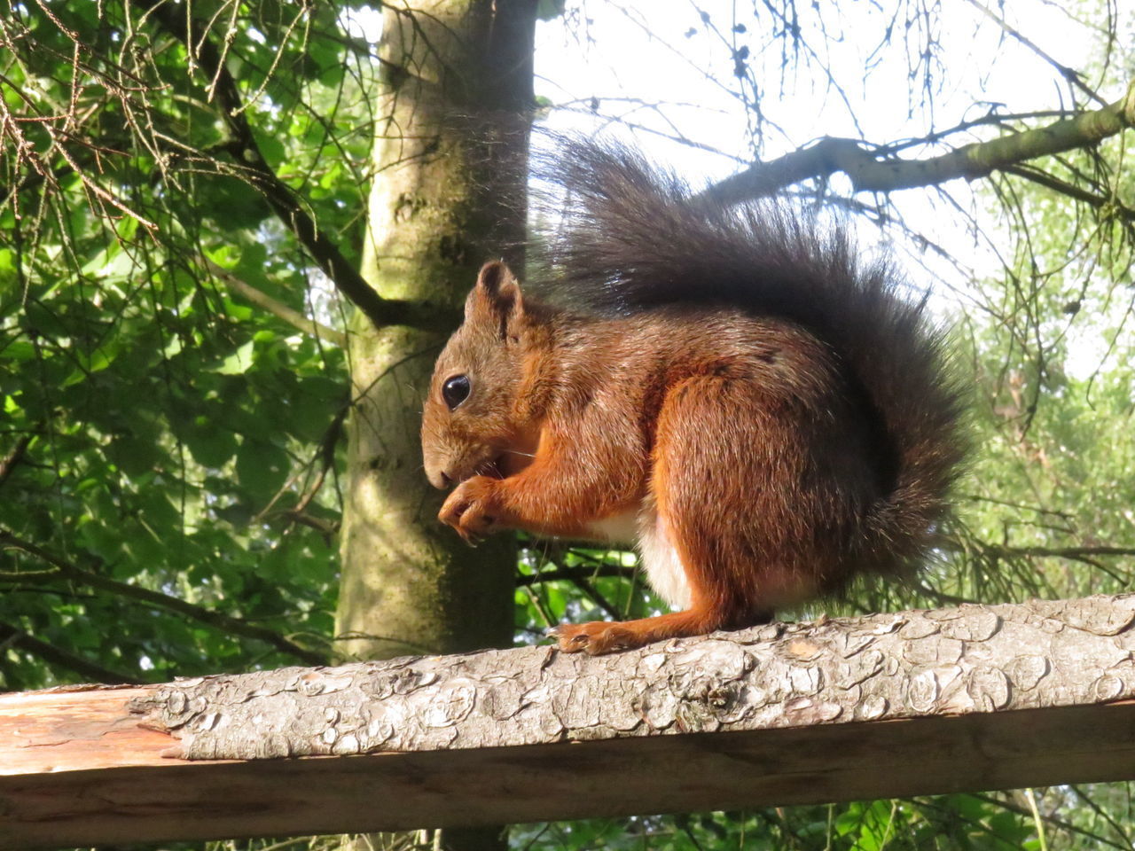 SQUIRREL ON TREE BRANCH