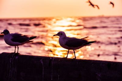 Bird perching on wooden post at beach