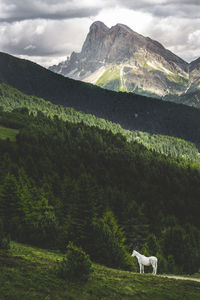 Horse on landscape against sky