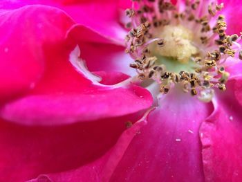 Close-up of pink rose flower