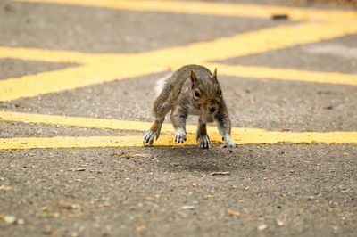 Close-up of squirrel