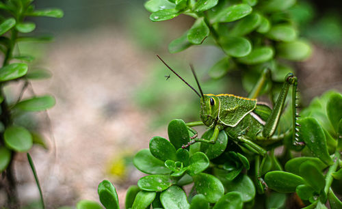 Close-up of insect on leaves