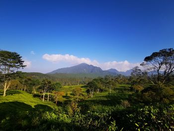 Scenic view of field against blue sky