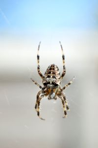 Close-up of spider