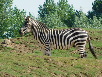 Zebra standing in a field