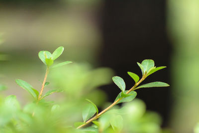 Close-up of plant growing outdoors