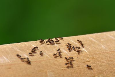 Close-up of ants on wood