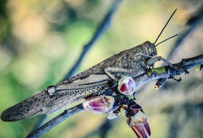 Close-up of dragonfly