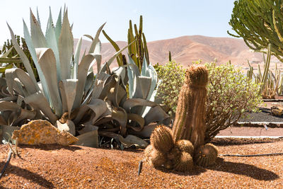 Cactus plants growing in desert against sky