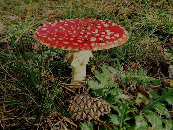 Close-up of fly agaric mushroom