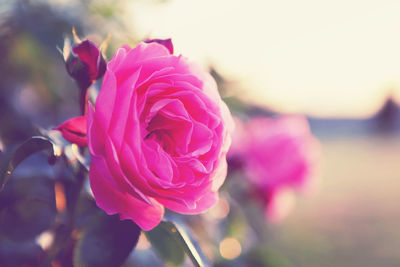 Close-up of pink rose