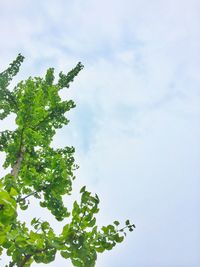 Low angle view of tree against sky