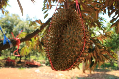 Fresh durian fruit on tree, the king of fruits.