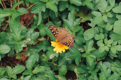 Close-up of butterfly pollinating on flower