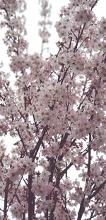 Low angle view of cherry blossoms in spring