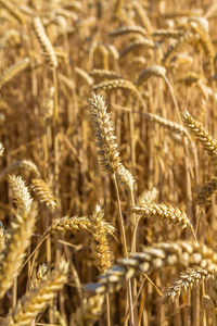 Close-up of wheat growing on field