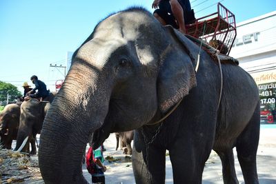 Close-up of elephant against clear sky