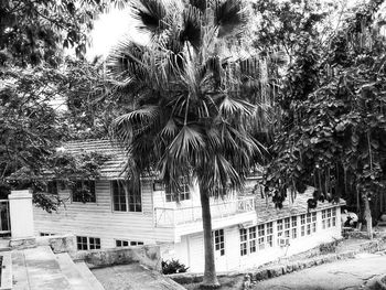 Palm trees and plants in city