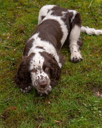 High angle view of dog on field