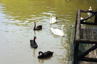 Ducks swimming on lake